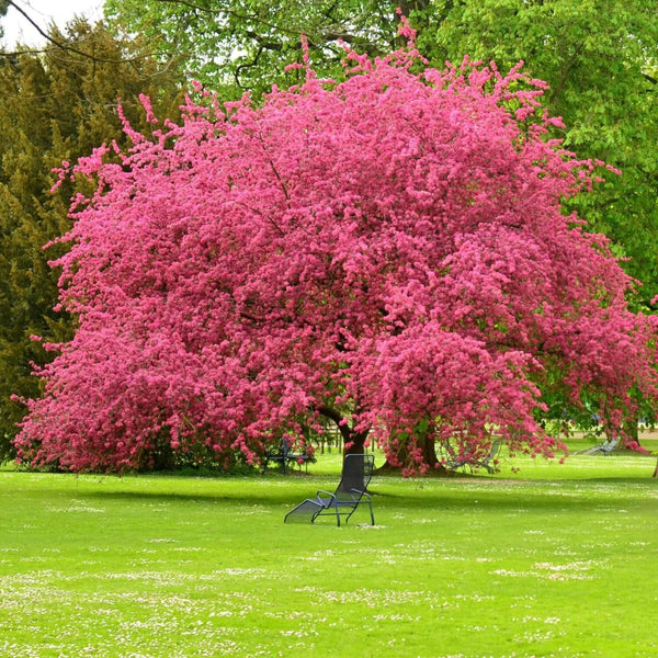 Pink Dogwood