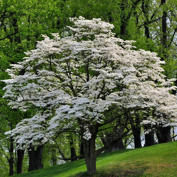 White Dogwood