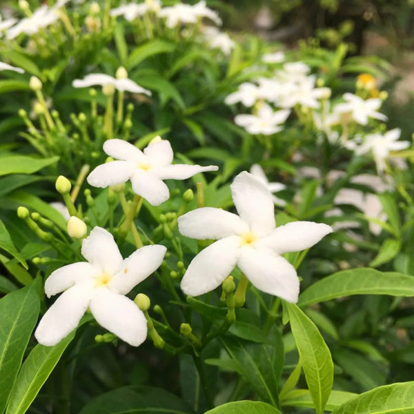 Gardenia