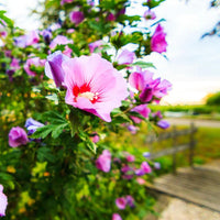 Minerva Rose of Sharon