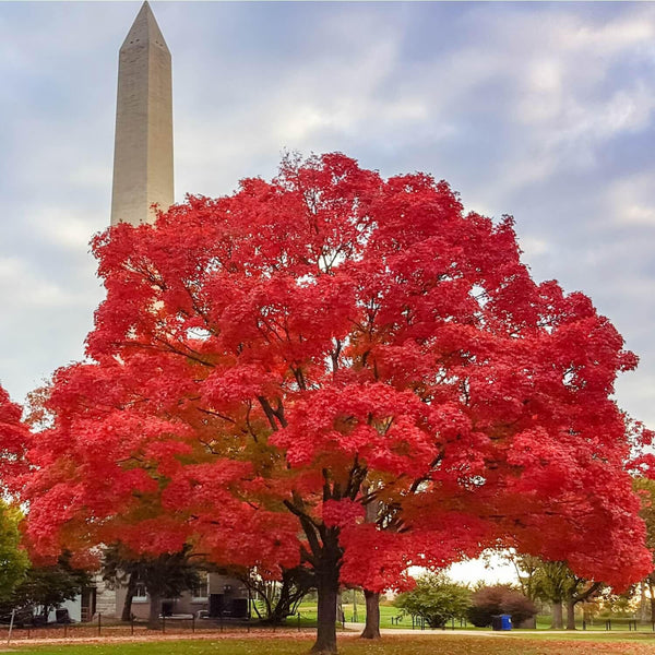 Red Maple