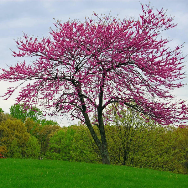 Eastern Redbud