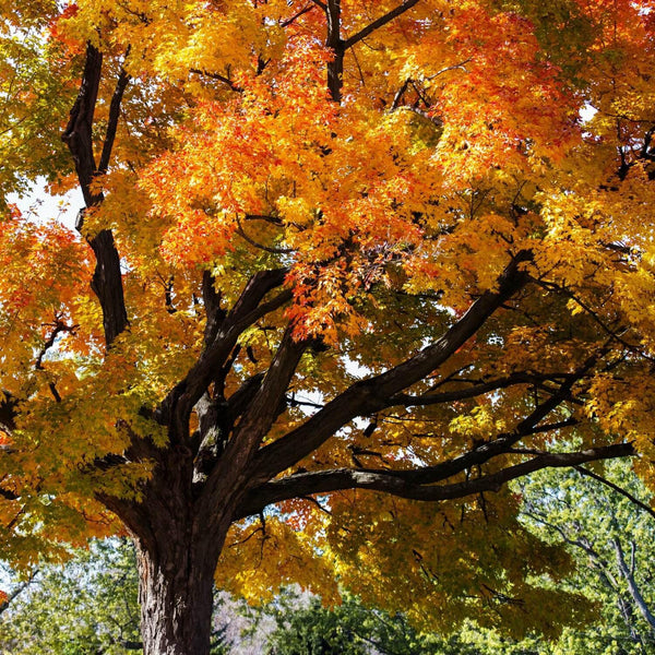 Sugar Maple - beautiful fall color
